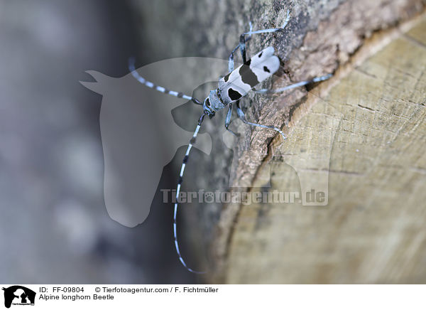 Alpine longhorn Beetle / FF-09804
