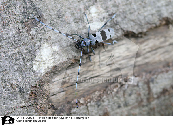 Alpine longhorn Beetle / FF-09805