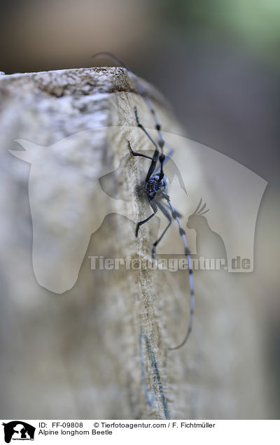 Alpine longhorn Beetle / FF-09808