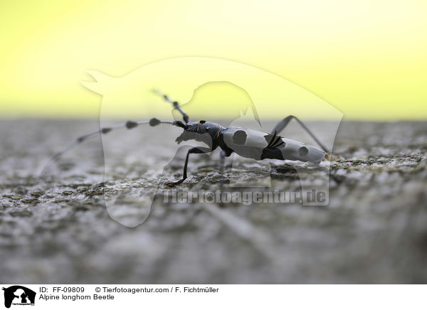 Alpine longhorn Beetle / FF-09809