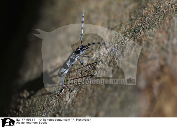Alpine longhorn Beetle / FF-09811