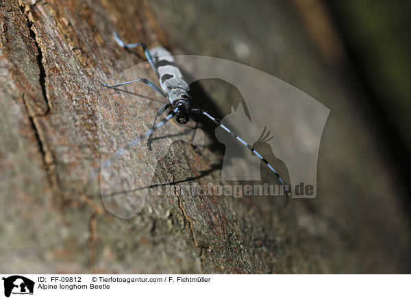 Alpenbock / Alpine longhorn Beetle / FF-09812