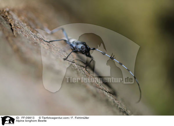 Alpenbock / Alpine longhorn Beetle / FF-09813