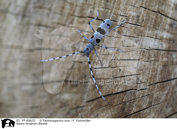 Alpine longhorn Beetle / FF-09815