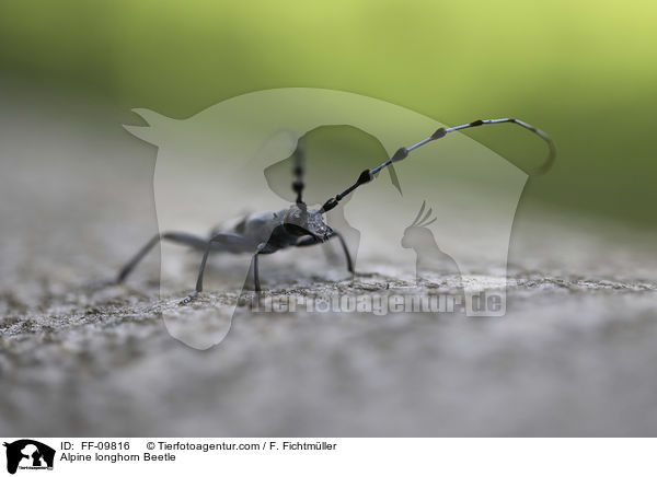 Alpine longhorn Beetle / FF-09816