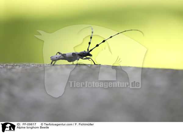 Alpine longhorn Beetle / FF-09817