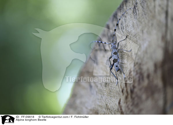 Alpenbock / Alpine longhorn Beetle / FF-09818