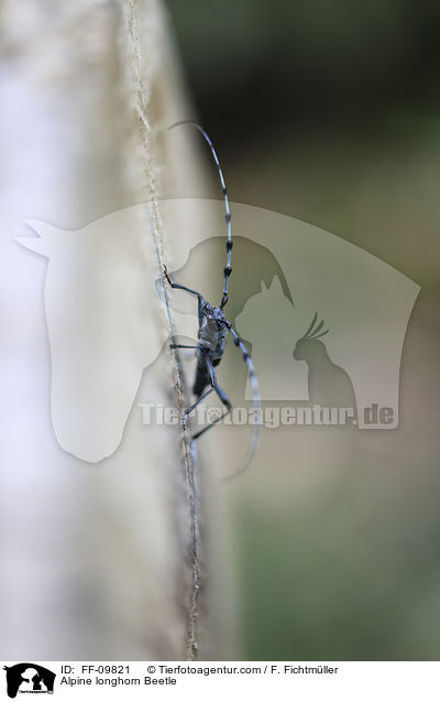 Alpine longhorn Beetle / FF-09821