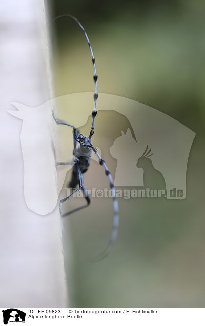 Alpenbock / Alpine longhorn Beetle / FF-09823