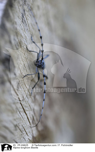 Alpenbock / Alpine longhorn Beetle / FF-09825