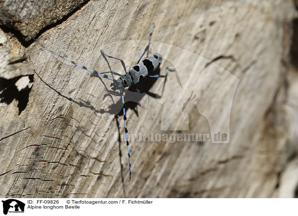 Alpine longhorn Beetle / FF-09826