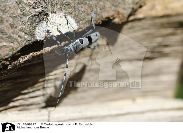 Alpenbock / Alpine longhorn Beetle / FF-09827