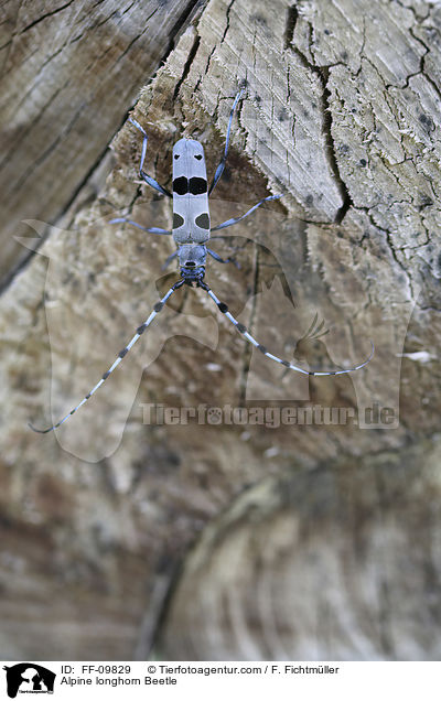 Alpenbock / Alpine longhorn Beetle / FF-09829