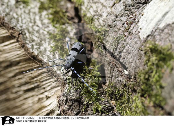 Alpine longhorn Beetle / FF-09830