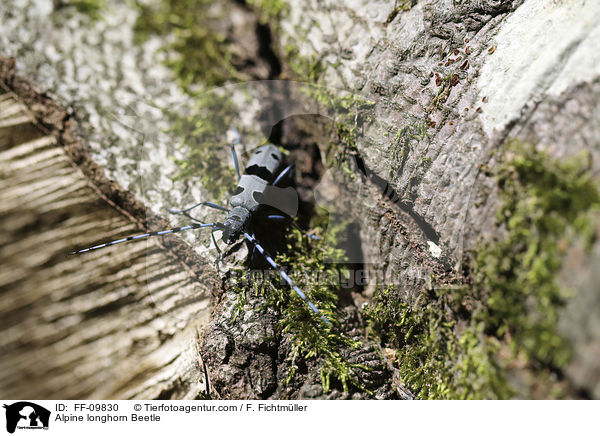 Alpenbock / Alpine longhorn Beetle / FF-09830