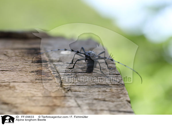Alpine longhorn Beetle / FF-09833