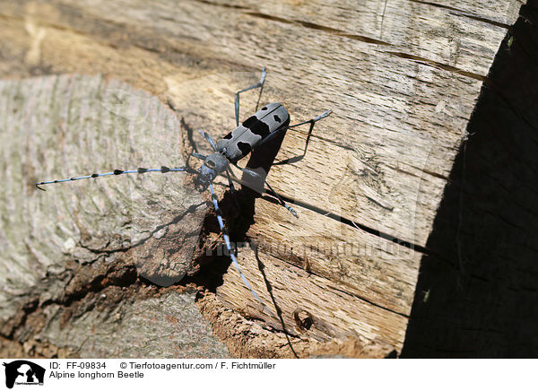 Alpine longhorn Beetle / FF-09834