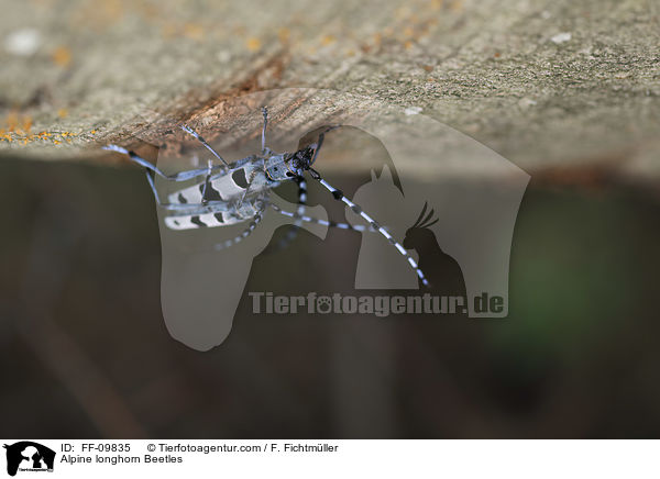 Alpenbcke / Alpine longhorn Beetles / FF-09835