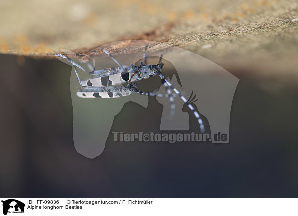 Alpine longhorn Beetles / FF-09836