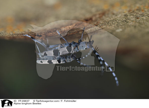 Alpine longhorn Beetles / FF-09837