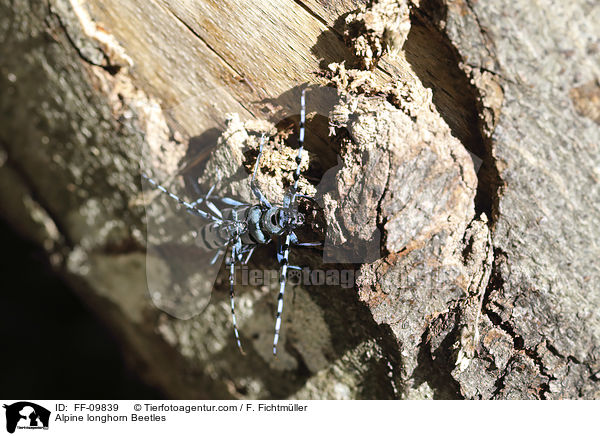 Alpine longhorn Beetles / FF-09839