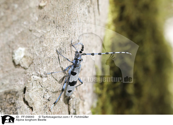 Alpenbock / Alpine longhorn Beetle / FF-09840