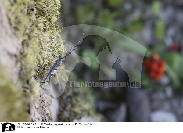Alpenbock / Alpine longhorn Beetle / FF-09842
