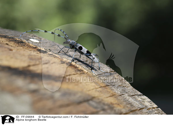 Alpenbock / Alpine longhorn Beetle / FF-09844