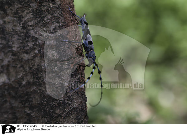 Alpine longhorn Beetle / FF-09845