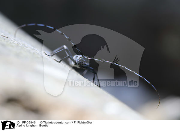Alpenbock / Alpine longhorn Beetle / FF-09846