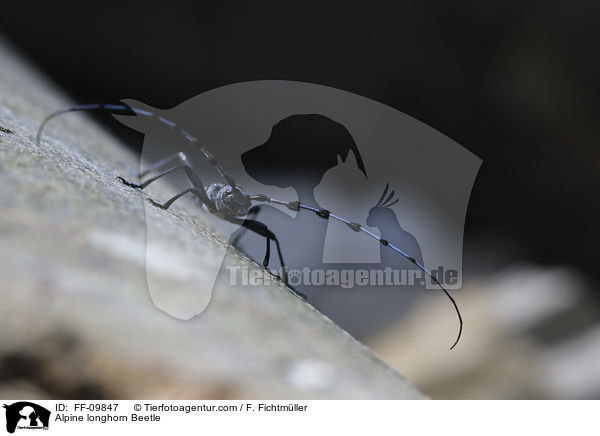 Alpine longhorn Beetle / FF-09847