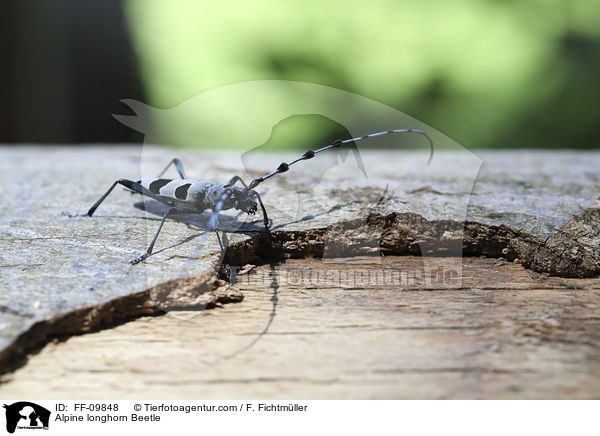 Alpine longhorn Beetle / FF-09848