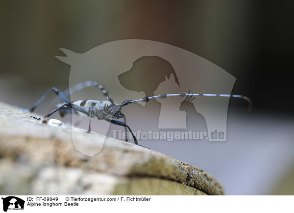 Alpenbock / Alpine longhorn Beetle / FF-09849