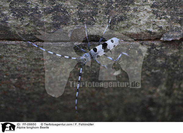 Alpenbock / Alpine longhorn Beetle / FF-09850