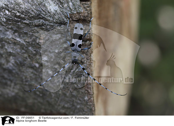 Alpine longhorn Beetle / FF-09851