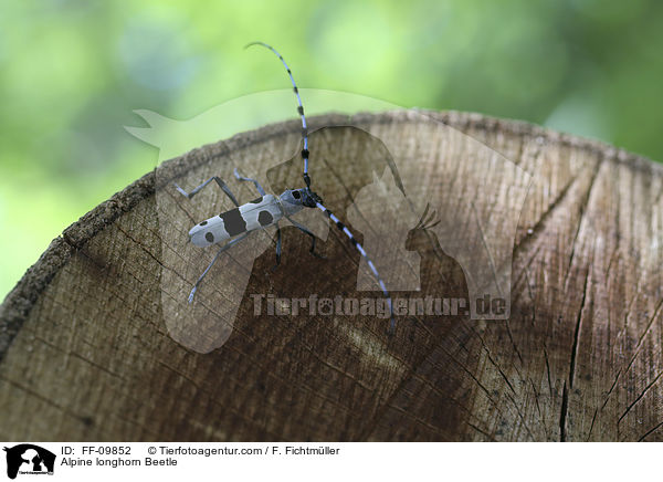Alpenbock / Alpine longhorn Beetle / FF-09852