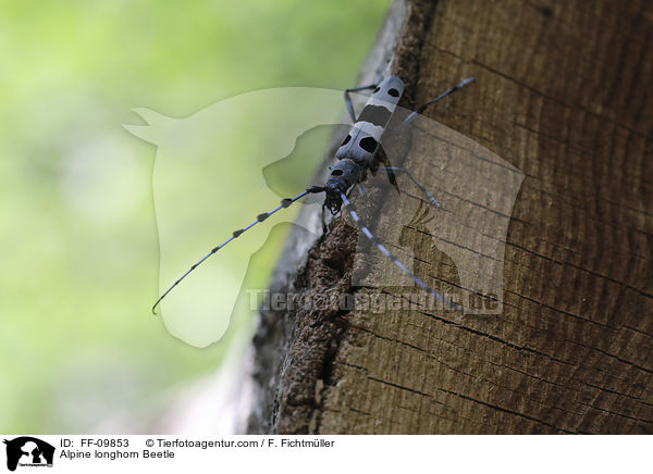 Alpenbock / Alpine longhorn Beetle / FF-09853