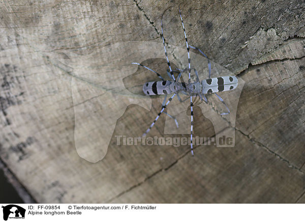 Alpenbock / Alpine longhorn Beetle / FF-09854
