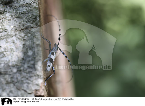 Alpenbock / Alpine longhorn Beetle / FF-09855