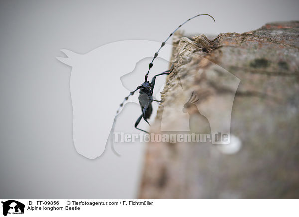 Alpenbock / Alpine longhorn Beetle / FF-09856