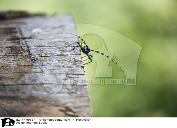 Alpenbock / Alpine longhorn Beetle / FF-09857