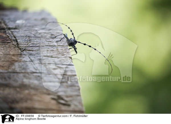 Alpenbock / Alpine longhorn Beetle / FF-09858