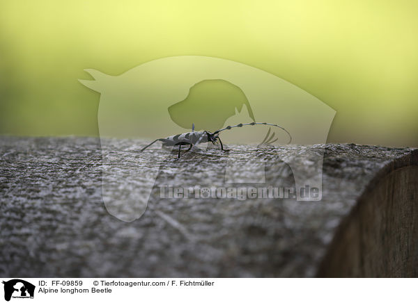 Alpenbock / Alpine longhorn Beetle / FF-09859