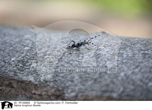 Alpenbock / Alpine longhorn Beetle / FF-09860