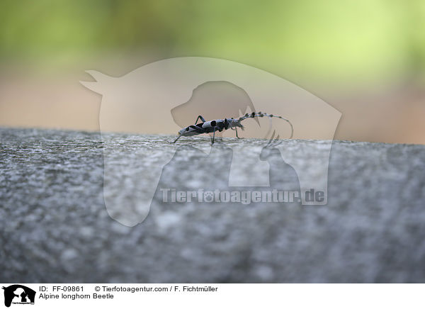 Alpenbock / Alpine longhorn Beetle / FF-09861