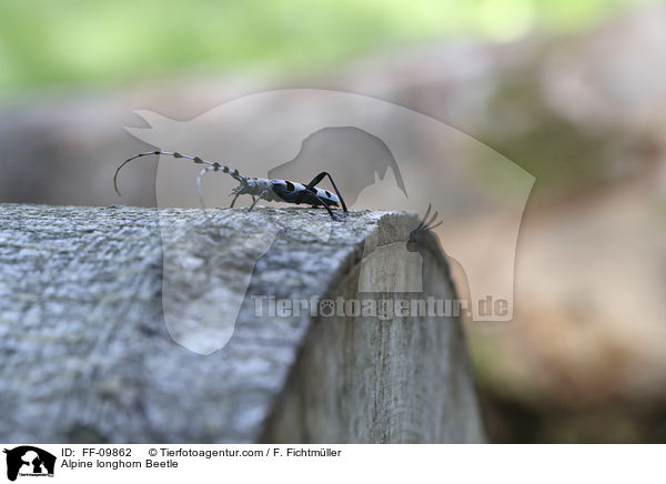 Alpine longhorn Beetle / FF-09862
