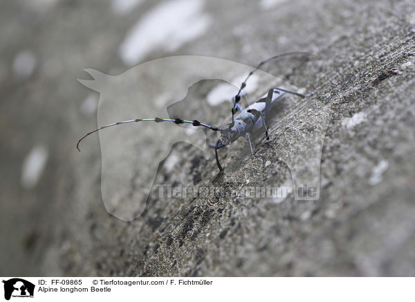 Alpenbock / Alpine longhorn Beetle / FF-09865