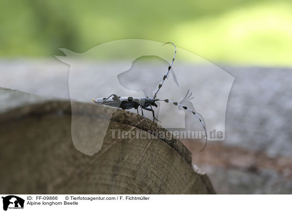 Alpine longhorn Beetle / FF-09866