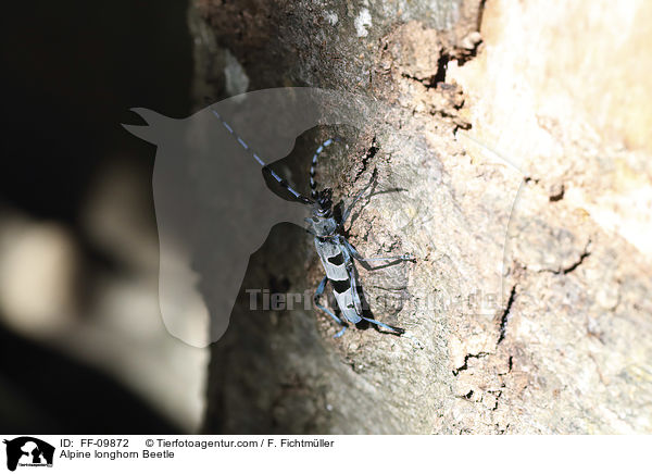 Alpenbock / Alpine longhorn Beetle / FF-09872