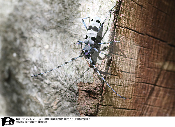 Alpine longhorn Beetle / FF-09873